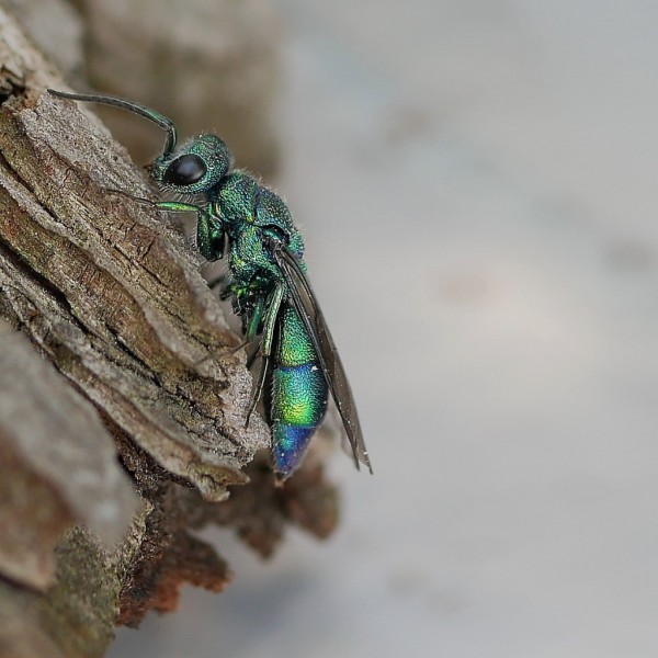 Chrysis iris 2.jpg