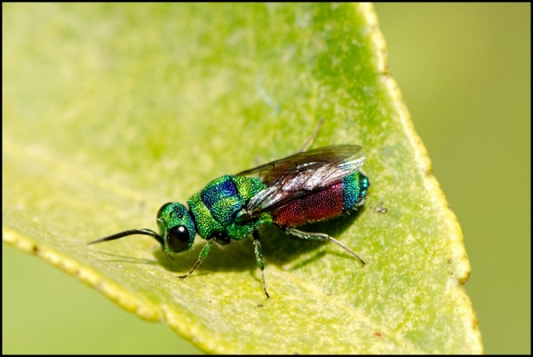 Chrysis_green_apical_Melegis_red.jpg