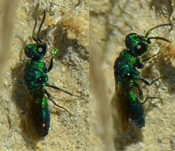 Chrysis_sp-Sølager-160715-1 (Kopier).jpg