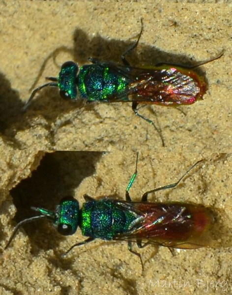 Chrysis_sp-KlintebakkeSølager-260915-1 (Kopier).jpg