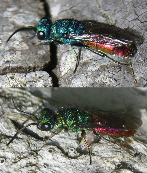 chrysidiae-Ellemosen-140617 (Kopier).jpg