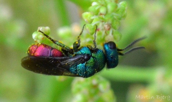 Chrysis_sp-PortbakkeHundested-180715-1 (Kopier).jpg