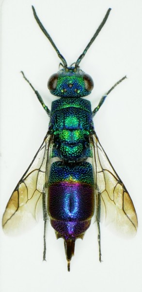 Chrysis fulgida.JPG