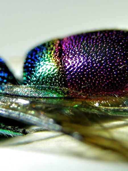 Chrysis fulgida 1.JPG