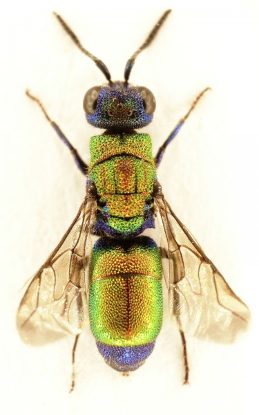 Chrysis pyrhina 1.JPG