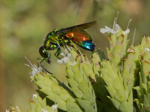 Chrisididae 3173 med.jpg