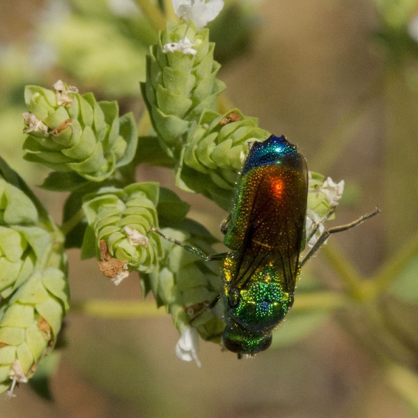 Chrysididae 3177 med.jpg