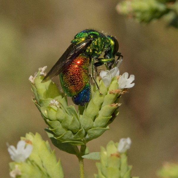 Chrysididae 3196 med.jpg