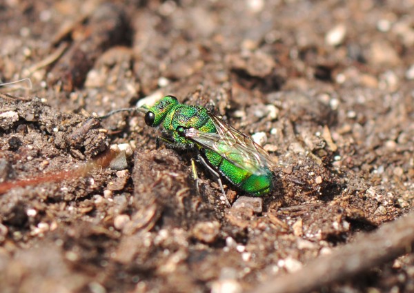 Chrysis nitidula-complex.JPG