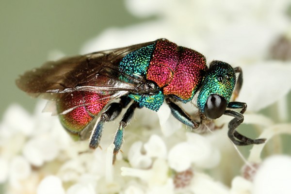 chrysis a 8706.jpg