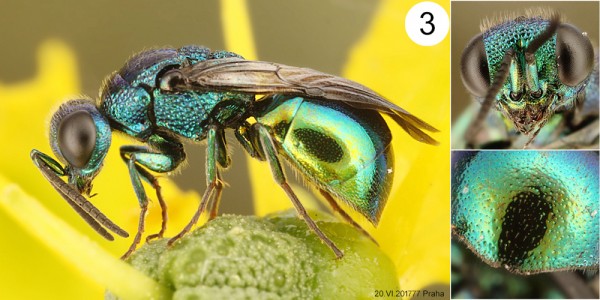 chrysis3.jpg