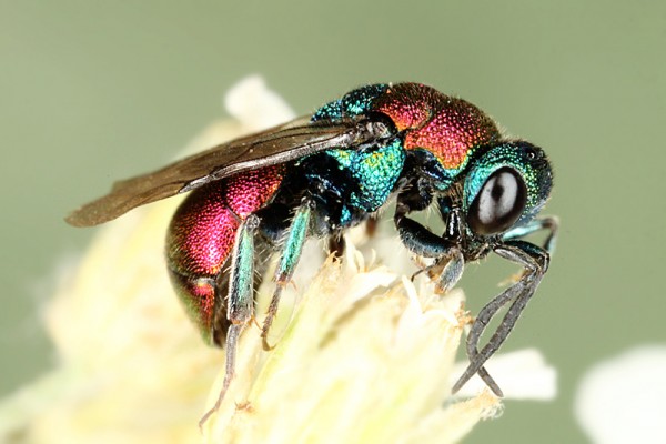 chrysis a 8712.jpg