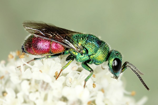 chrysis b 8814.jpg