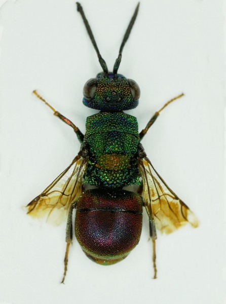 Hedychridium sp. 2.JPG