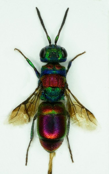 Chrysis bicolor 1.JPG