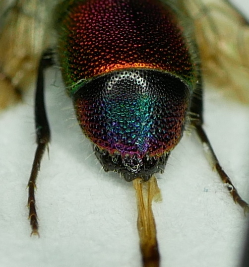 Chrysis bicolor apical.JPG