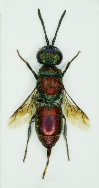 Chrysis sp.1.JPG