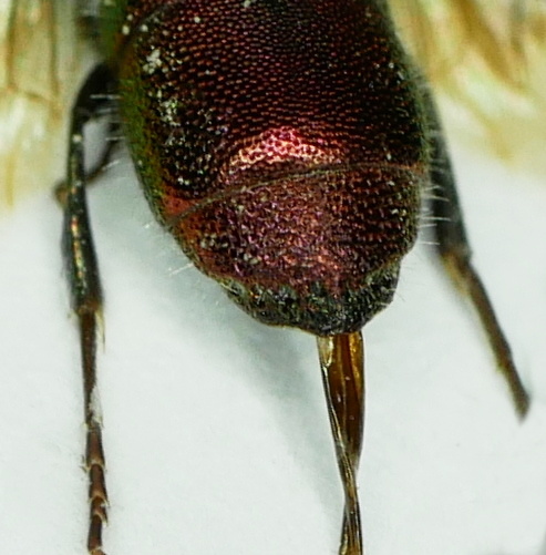 Chrysis sp. apical 1.JPG