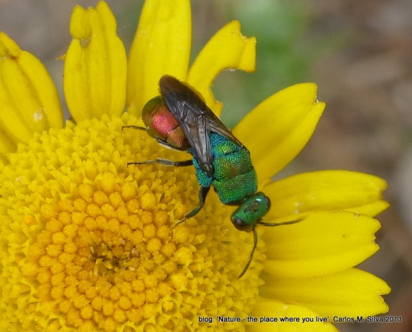 CHRYSIDIDAE Chrysis sp.(.)[2013,Casa,bouça 'Dias']_P1830713.JPG