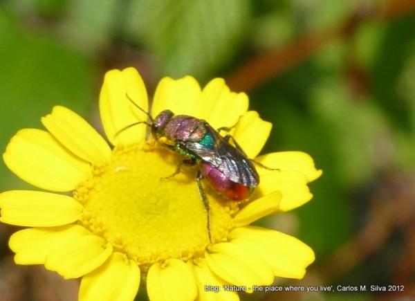 CHRYSIDIDAE Chrysura cuprea(ID Chrysis.net,HymIS)[2012,Casa,bouça 'P.-Mouro']3.JPG