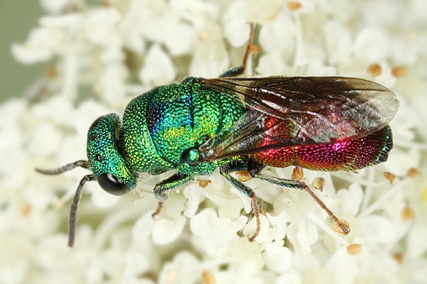 chrysis b 8817.jpg