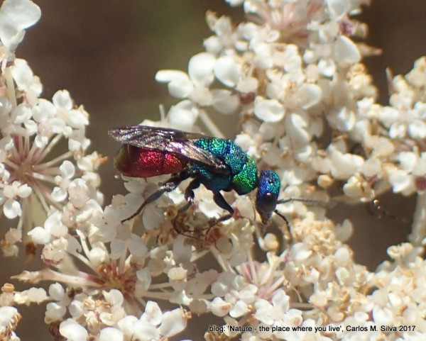 CHRYSIDIDAE sp.(.)[2017,Casa,bouça 'Dias']_P8060058.JPG