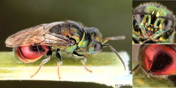 chrysis10.jpg