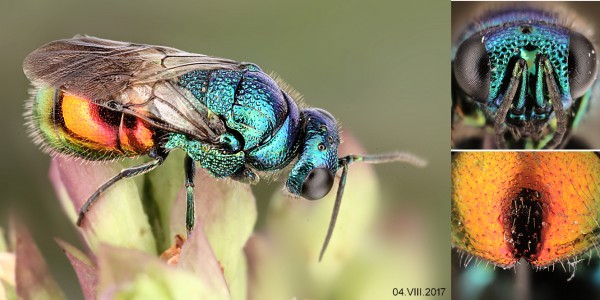 chrysis11.jpg