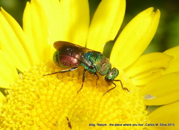 CHRYSIDIDAE Hedychrum rutilans viridiauratum[PT],Euchroeus(.)[2013,Casa,bouça 'Dias']_P1910851.JPG