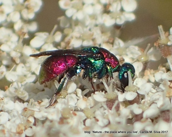 CHRYSIDIDAE sp.000(.)[2017,Casa,bouça 'Dias']_P8060153.JPG