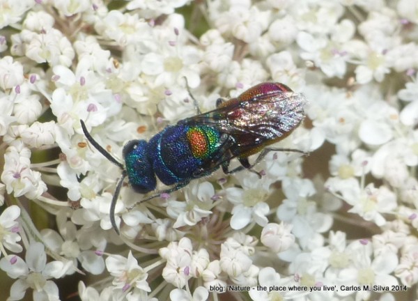 CHRYSIDIDAE Chrysis scutellaris(ID anullis,Chrysis.net,2014 07 18)[2014,Casa,bouça 'Dias']_P1330949.JPG