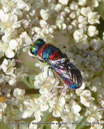 CHRYSIDIDAE Chrysis semicincta(.)[2014,Casa,bouça 'Dias']5.JPG