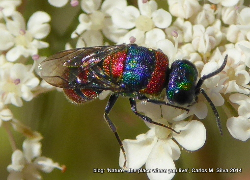 CHRYSIDIDAE Chrysis semicincta(.)[2014,Casa,bouça 'Dias']23.JPG