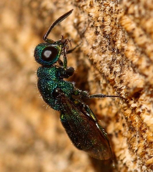 Chrysis10aug-1 (1 of 1).jpg