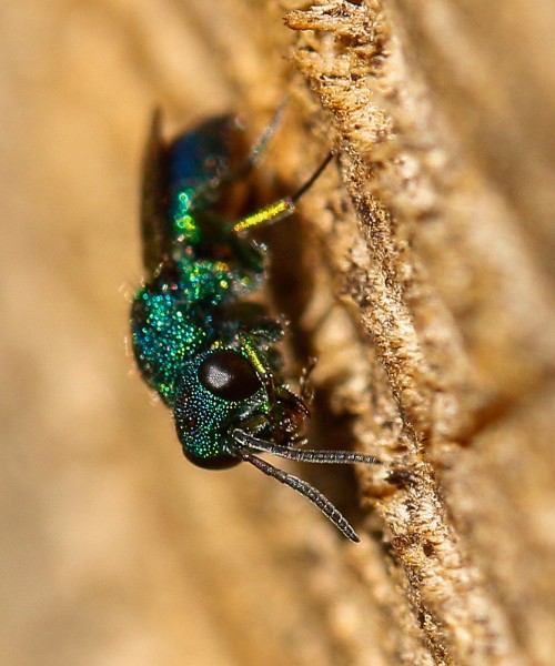 Chrysis10aug-2 (1 of 1).jpg