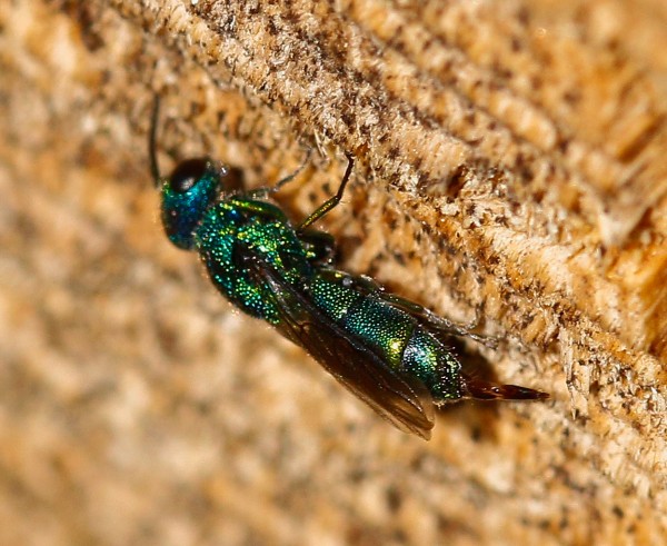 Chrysis10aug-3 (1 of 1).jpg