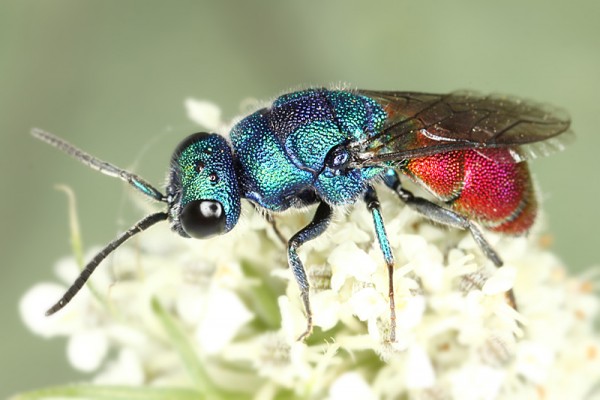 chrysis c 8884.jpg