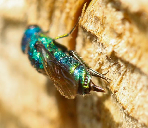 Chrysis10aug-4 (1 of 1).jpg
