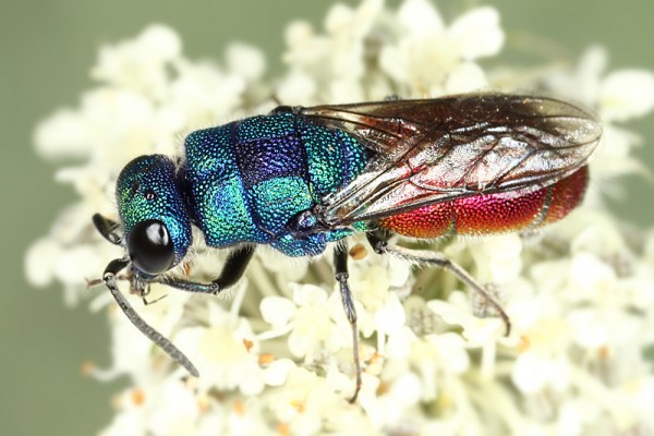 chrysis c 8890.jpg