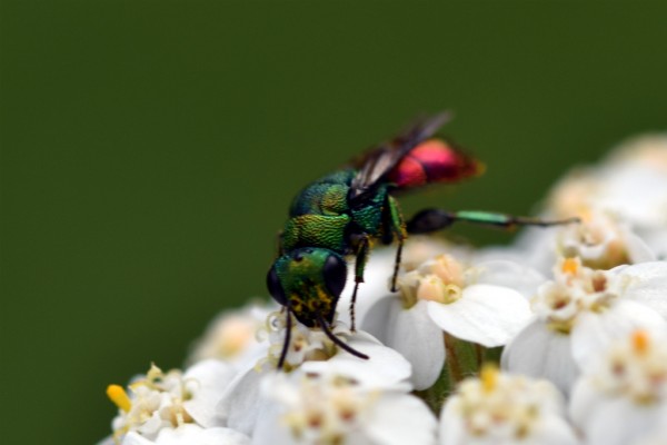 Hedychrum sp1.JPG