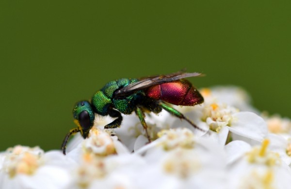 Hedychrum sp2.JPG