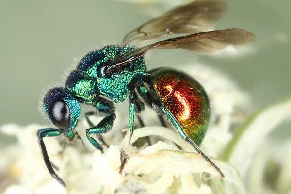 chrysis e 8977.jpg