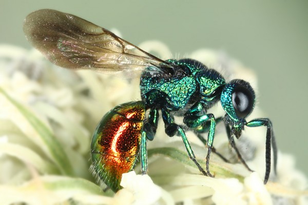 chrysis e 8983.jpg