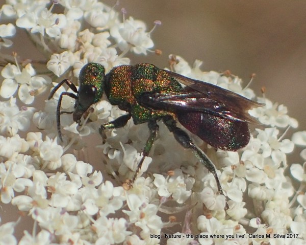 CHRYSIDIDAE sp.(.)[2017,Casa,bouça 'Dias']_P8277797.JPG