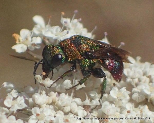 CHRYSIDIDAE sp.(.)[2017,Casa,bouça 'Dias']_P8277773.JPG