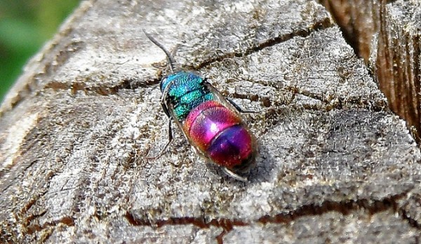 chrysis100711hym.jpg