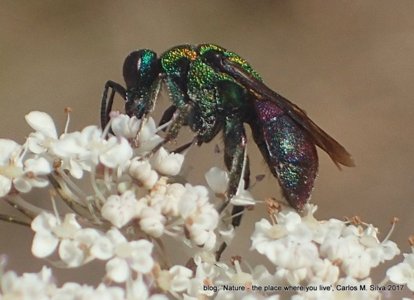 CHRYSIDIDAE sp.(.)[2017,Casa,bouça 'Dias']_P8277768.JPG