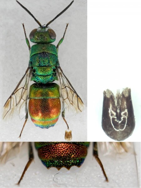 Ch.marginata 11111.jpg