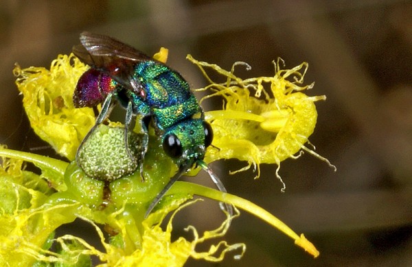 Chrysis_pyrophana_Puerto_red.jpg