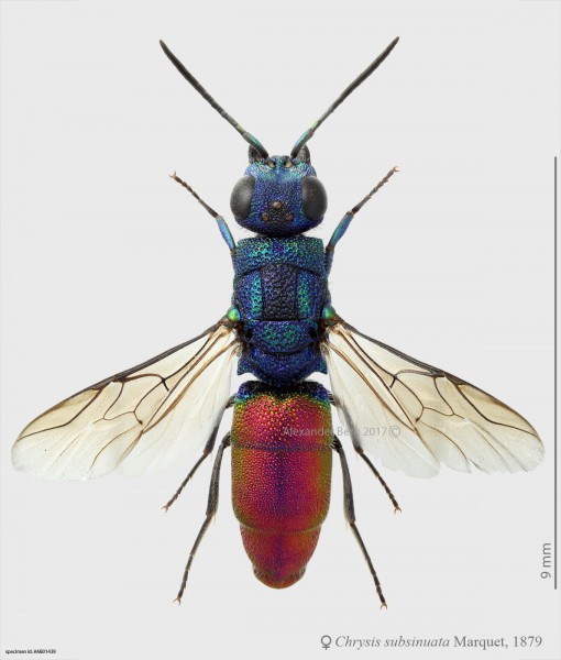 Chrysis_subsinuata_F_Spain_habitus_small.jpg